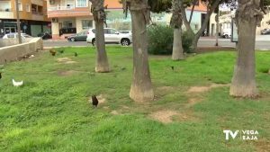 Torrevieja controlará los gallos que campan a sus anchas por el casco urbano