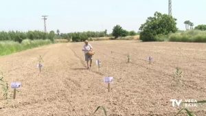 Una tierra orgullosa de sus orígenes: Callosa procede a la plantación cultural del cáñamo