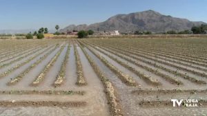 Las cosechas hacen frente al calor de más 30º