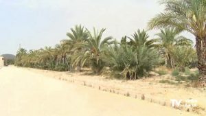 Obras parque El Palmeral de Granja de Rocamora