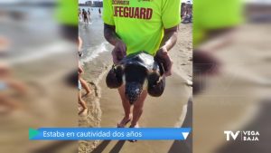 La travesía de una tortuga marina desde La Manga hasta la playa de los Náufragos