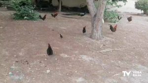 Granja de Rocamora recupera 50 aves procedentes de parques de Torrevieja