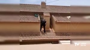 Un agente de Policía Local de Pilar de la Horadada localiza un pavo real en el tejado de un edificio