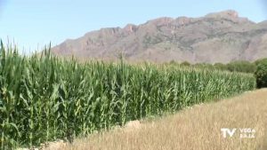 Las plantaciones de maíz se comen a los cítricos en la Vega Baja