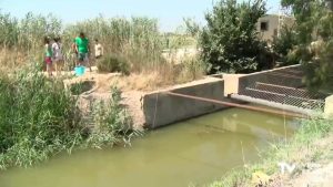 ANSE muestrea la fauna acuática en azarbes de la Vega Baja para detectar amenazas sobre especies