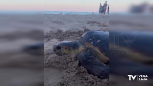 Socorristas encuentran una tortuga atrapada en una red en una playa de Guardamar