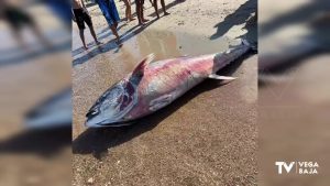 Encontrado un atún de 200 kg en la playa de las Higuericas