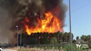 Incendio de un campo de palmeras en Orihuela en el camino de Enmedio