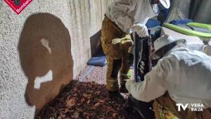 Los bomberos desmontan un sofá con una colmena de abejas en su interior