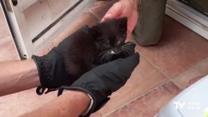 La Policía Local de Torrevieja ha rescatado a tres cachorros de gatos de un sótano de una vivienda