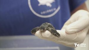 Nace la primera tortuga marina de la puesta de huevos que se produjo este verano en Guardamar