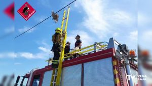 Los bomberos rescatan un ave rapaz atrapada en el cableado eléctrico de San Fulgencio