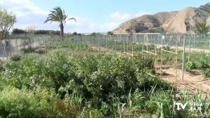 El PP de Orihuela acusa al ayuntamiento de perder una subvención para los huertos urbanos