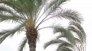 Orihuela retira las infrutescencias de 324 palmeras