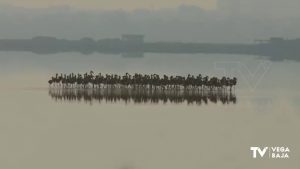 AHSA achaca a las infraestructuras la mortalidad de los flamencos más jóvenes