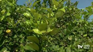 La producción de limones verna cae a la mitad