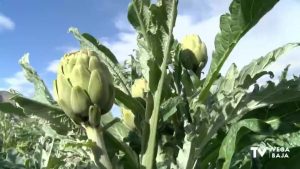 Un estudio pretende extender la producción de la alcachofa todo el año