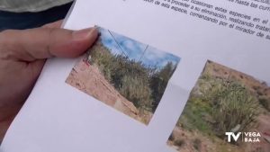 Callosa de Segura elimina de la sierra un cactus invasor