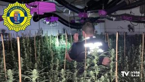 La Policía Local de Catral desmantela un laboratorio de cultivo de marihuana con 450 plantas