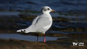 Controlada en Cabo Cervera una gaviota cabecinegra anillada en Hungría