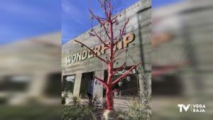 Un árbol caído de 4 metros se convierte en árbol de Navidad