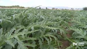 Las bajas temperaturas dejan heladas las matas del alcachofas y de habas