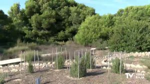 Se plantarán 9.000 árboles de 57 especies diferentes en toda la Comunidad Valenciana