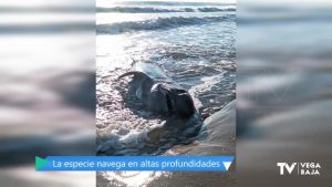 Aparece el cadáver de un tiburón "cañabota gris" en la Playa de La Mata