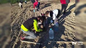 Plantan 550 árboles en un antiguo vertedero de Benejúzar para conmemorar el Día del Árbol