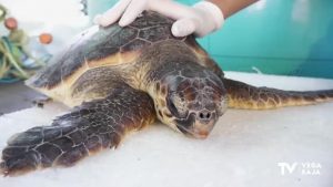 Regresa a su hábitat la tortuga boba que fue rescatada en Guardamar del Segura el pasado verano