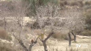 Retraso en la floración de los almendros por la falta de lluvia