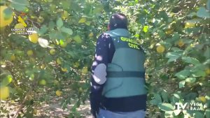 La Guardia Civil esclarece la estafa de más de 200.000 kg de limones a agricultores de la Vega Baja