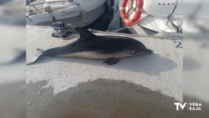 Aparece un delfín muerto en aguas torrevejenses
