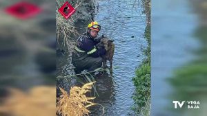 Los bomberos rescatan a un perro atrapado en un azarbe de regadío en el Mudamiento