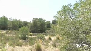 La Guardia Civil denuncia tala ilegal de pinos mediterráneos en un campo de golf de Orihuela Costa