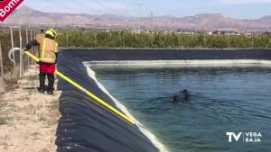 Los bomberos rescatan a una manada de jabalíes atrapados en una balsa de riego de Callosa