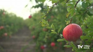 La granada mollar abre el plazo para que los agricultores de la Vega Baja inscriban sus parcelas