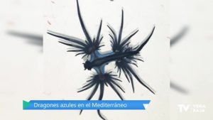 Los dragones azules vuelven al Mediterráneo tres siglos después