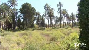 El alcalde de Callosa de Segura busca recuperar la última parcela de palmeral