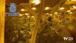 La Policía Nacional desmantela una plantación de marihuana oculta en una nave industrial de Cox