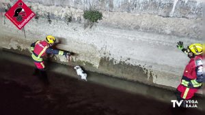 Los bomberos rescatan a un perro que cayó al Azarbe de Abanilla