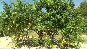 La Guardia Civil desarticula una trama en la compraventa de limones en la provincia de Alicante