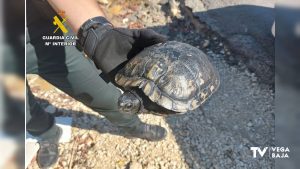 Un hombre de 80 años se pierde en Algorfa cuando iba a soltar a una tortuga en una zona natural