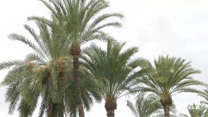 El Palmeral de Orihuela se une al Itinerario Europeo de Jardines Históricos