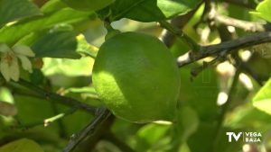 El granizo registrado en mayo causa daños en explotaciones citrícolas de Orihuela