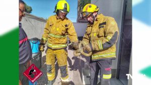 Los bomberos rescatan una culebra bastarda en un chalet de Ciudad Quesada (Rojales)