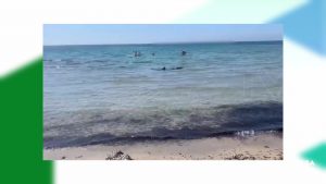 Un tiburón sorprende a los bañistas de Aguamarina