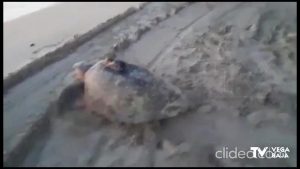 Una tortuga boba intenta desovar en Cala Capitán
