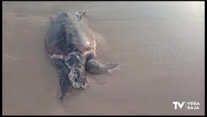 Aparece muerta una tortuga boba en Guardamar del Segura