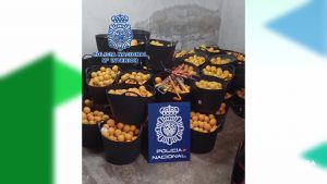 Detenido en Orihuela por evadir un control policial tras ser sorprendido con 600kg de naranjas